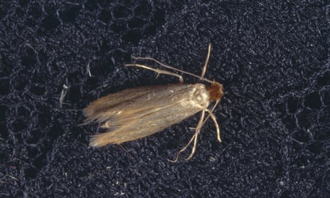 common clothes moth
