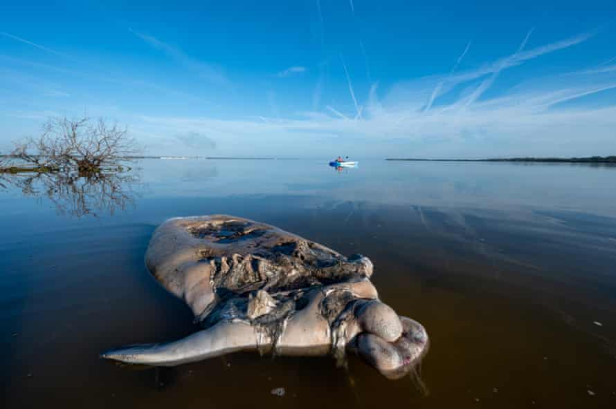 Jason Gulley's photograph of a dead manatee floating in the Indian River Lagoon, Florida.