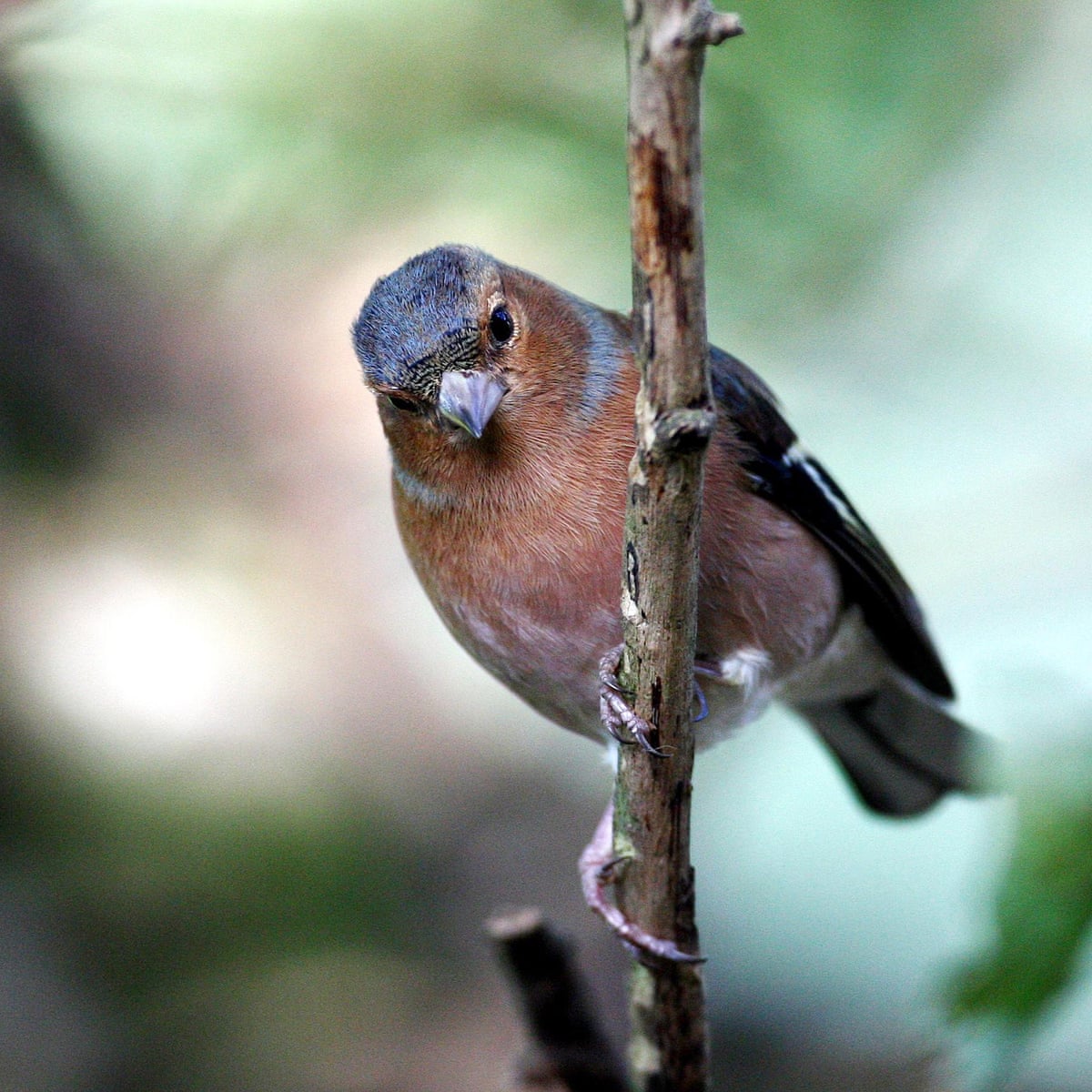 Is That A Chaffinch Or A Wren We Test Birdsong Apps Warblr And