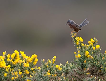 A small bird sitting on a bush with yellow flowers
