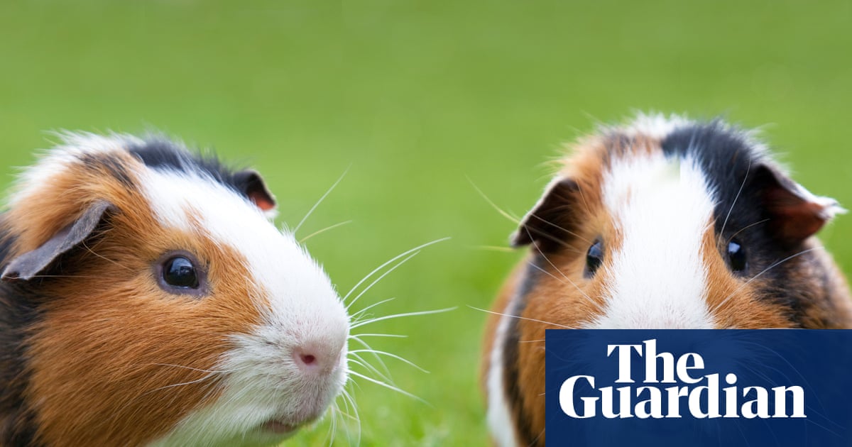 Pets at Home boss says ‘urgent and necessary’ action needed as profits dive | Pets at Home Pets at Home boss says ‘urgent and necessary’ action needed as profits dive | Pets at Home