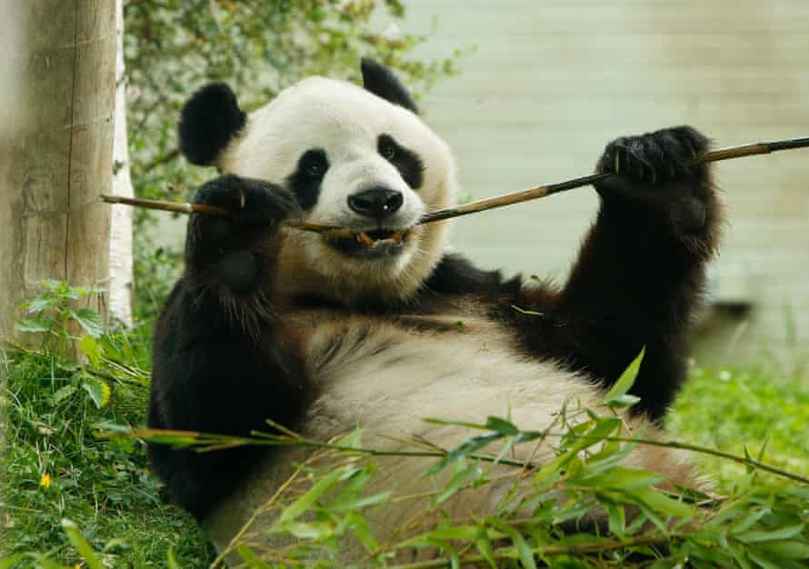 Yang Guang, Edinburgh zoo’s male panda, eating bamboo in his enclosure.
