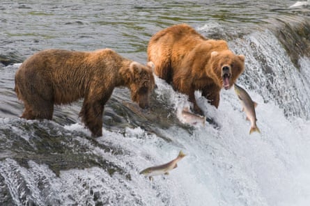 تقف الدببة على الشلال بينما تطير الأسماك للخارج - أحد الدببة يفتح فمه على نطاق واسع