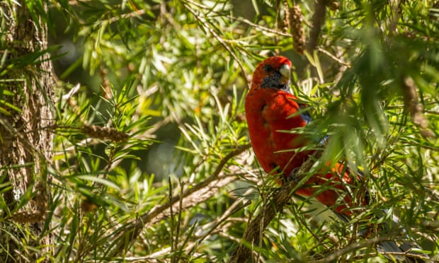 I thank my lucky stars for the rosellas that led to my career in ornithology I thank my lucky stars for the rosellas that led to my career in ornithology