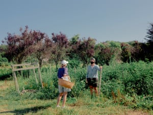 Director of Quail Hill Farm, Layton Guenther, helping a member in the potato field, in Amagansett, New York on July 18th, 2020. 
