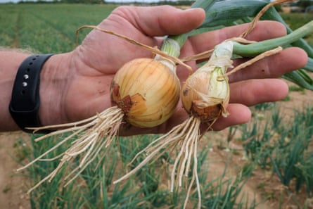Tim Young holding two small onions