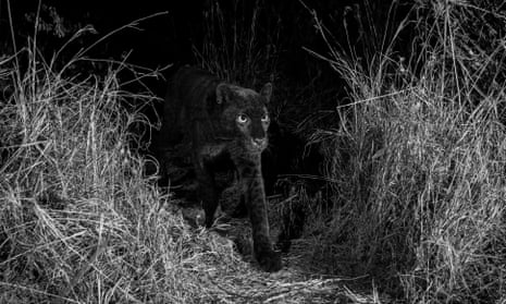 A black leopard at night time in Kenya, photographed with a Camtraptions camera trap.