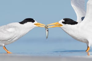 What’s Mine is Yours by Rebecca Harrison. . Two fairy terns share a sardine. A finalist in the bird behaviour category of the BirdLife Australia photography awards