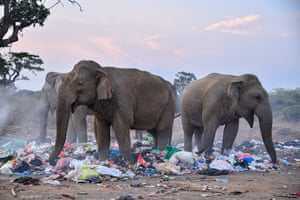 A group of wild elephants forages through a garbage dump in Tissamaharama, Sri Lanka highlighting the escalating conflict between wildlife and human waste. The scene underscores the urgent need for sustainable waste management and wildlife conservation
