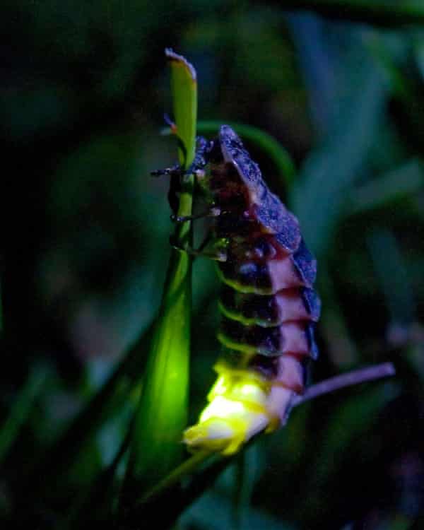 A female glowworm.