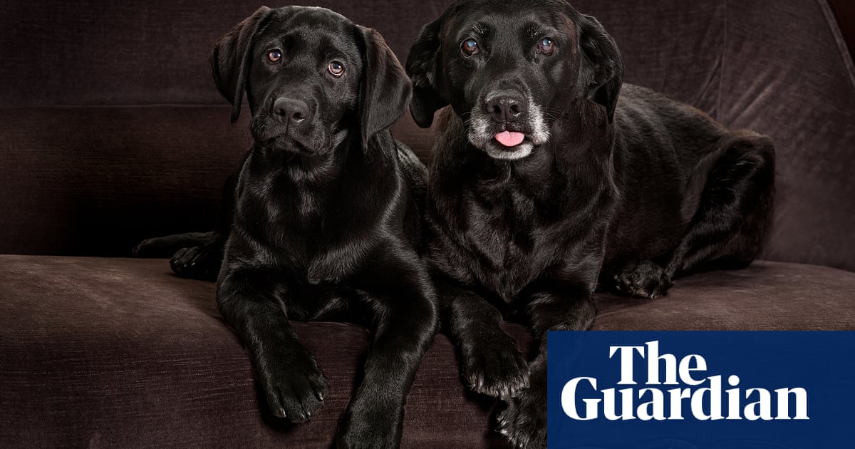 cloning clone human pet technology bean dog celebrities billy cost identical much does bringing closer bit monni must anymore gunni