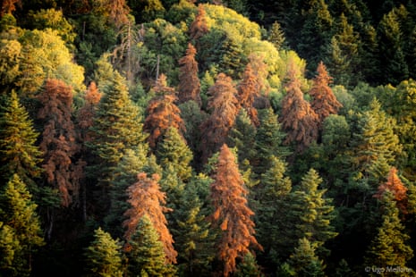 A forest of green and brown trees in the sun.