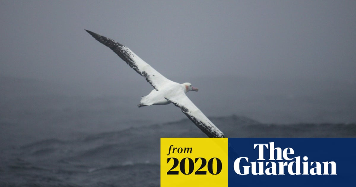 'Intelligent drones': albatross fitted with radar detectors to spot illegal fishing