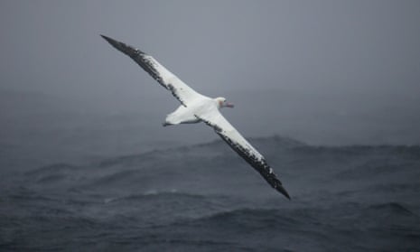 Albatrosses in flight