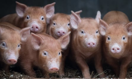MPs hog social media as they deny voting animals are not sentient