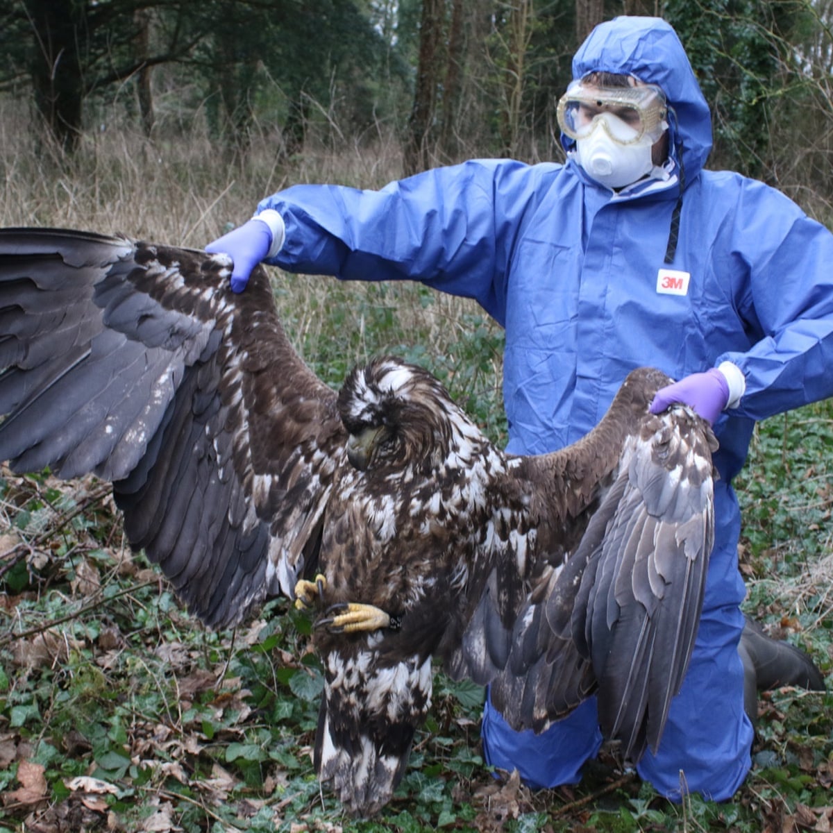 Police investigate deaths of two eagles reintroduced to Isle of ...