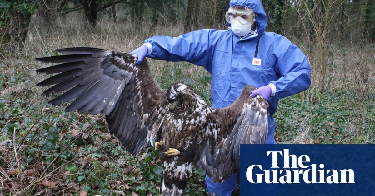 Police investigate deaths of two eagles reintroduced to Isle of Wight