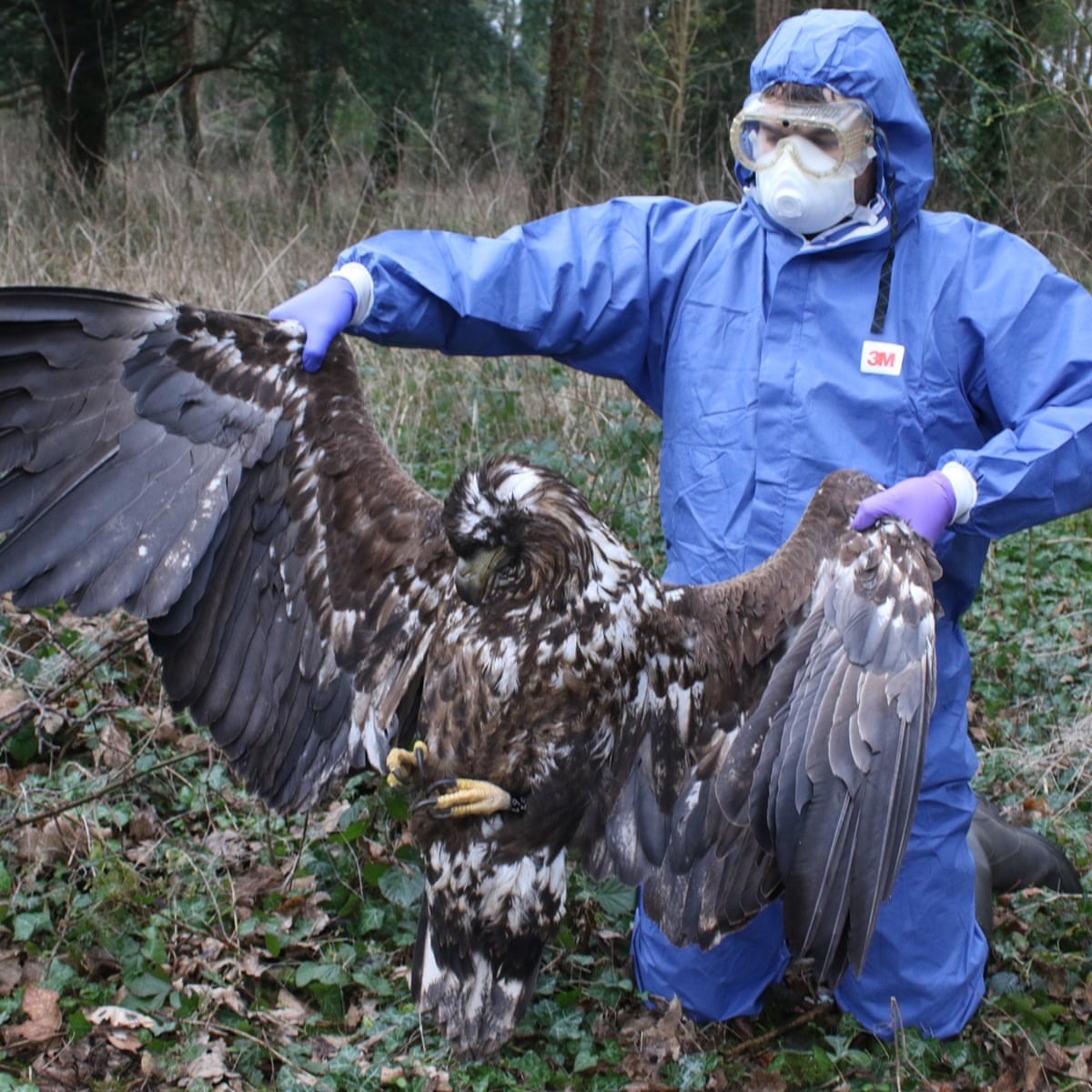 Dead eagle found in Dorset was poisoned but case closed, police ...