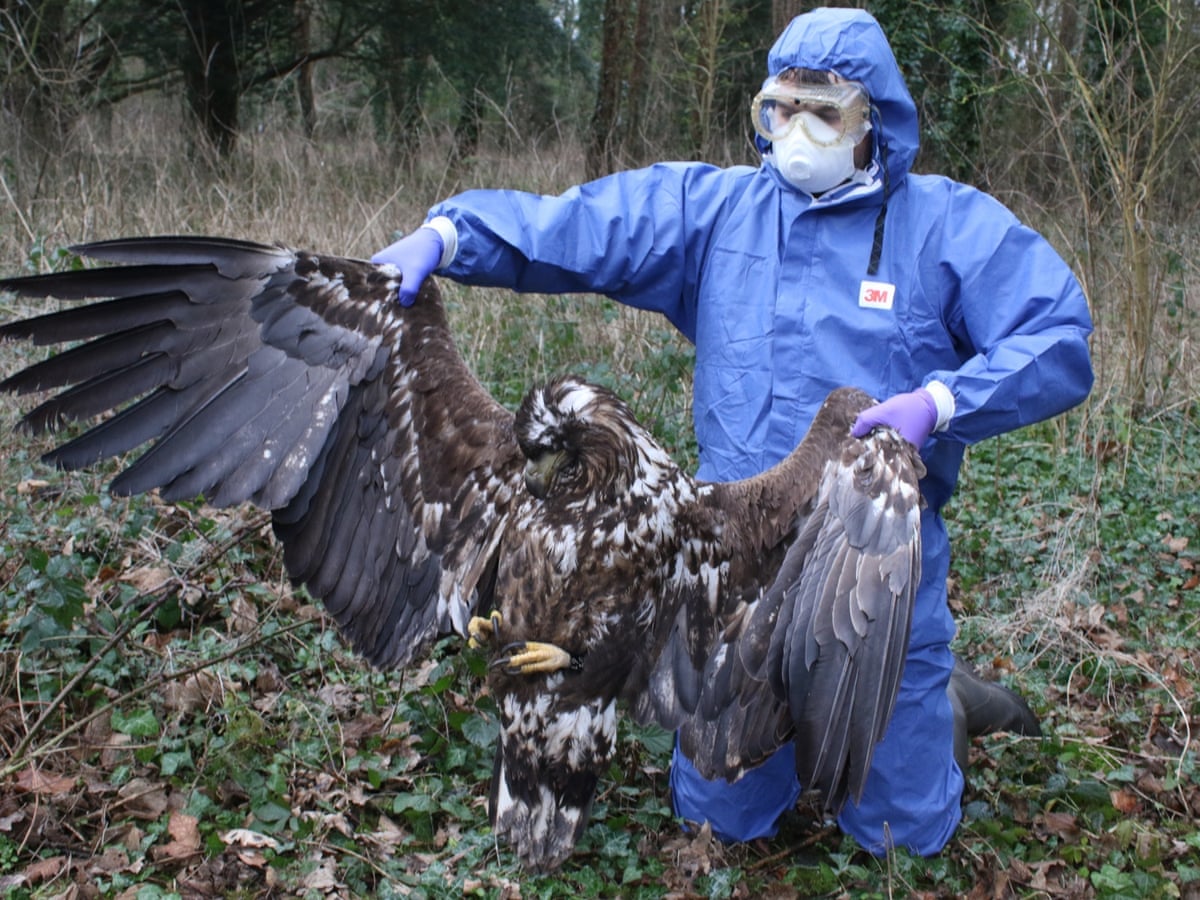 Dead eagle found in Dorset was poisoned but case closed, police ...