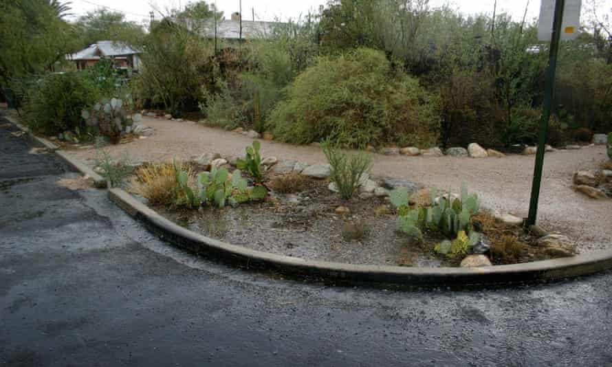 Cuts to the curb in the street outside Brad Lancaster’s home in Tucson, Arizona, direct street water runoff to a plant basin.