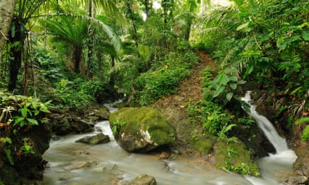 A mud footpath is seen in the Darién jungle near the Colombia and Panama border.