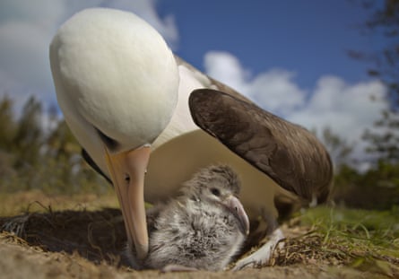‘Albatrosses go to great lengths to feed their young’ ... a scene from Albatross.