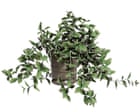 Houseplant hacks: should I pinch out trailing plants for bushier growth?