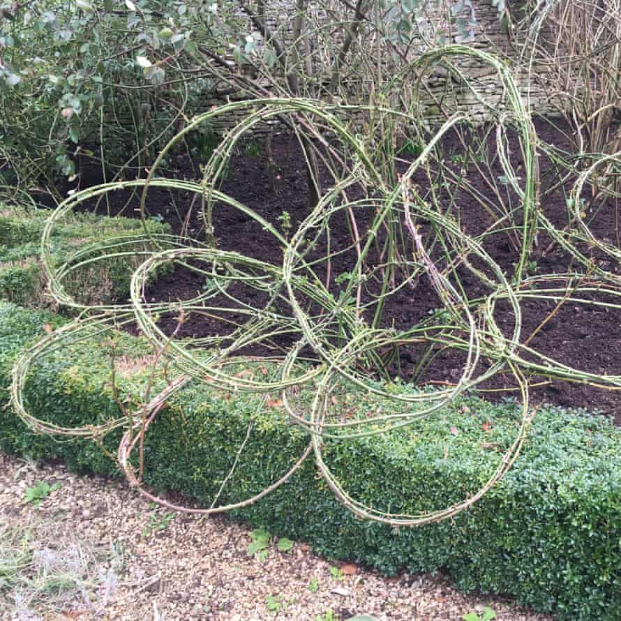 photo of hedge and tree sculpture