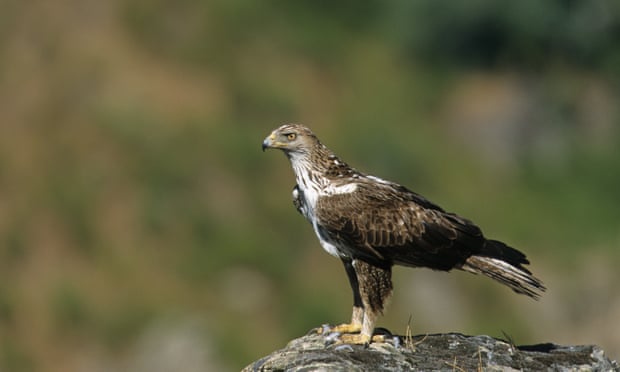 Spain’s Endesa power firm sued over electrocution of birds The Spanish Ornithology Society says electrocution is the most common cause of death for the Bonelli’s eagle. Photograph: Alamy