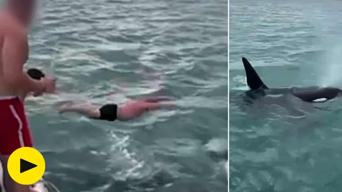 ’Shocking' and 'stupid': New Zealand man fined after attempting to 'body slam' an orca – video