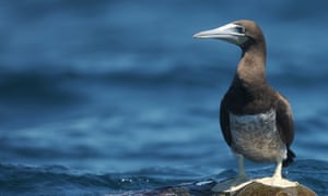 A brown booby near Los Cobanos beach in El Salvador