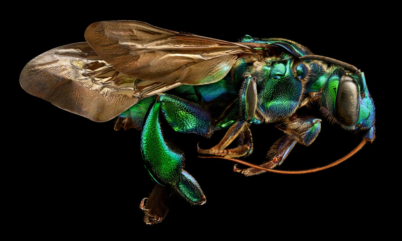 Microsculpture: hidden beauty of the bugs beneath our feet 1