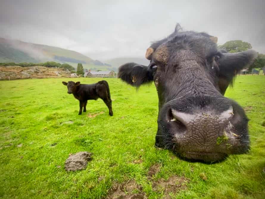 Welsh Black cow and calf in the Dysynni valley near Bird Rock, Wales.