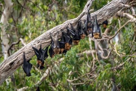 Flying foxes on tree branch