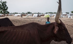 A child and emaciated cattle at the Muna settlement