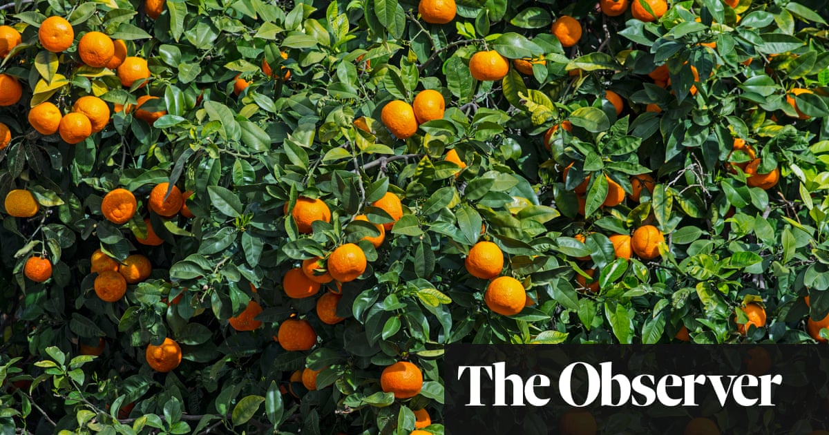 Orange tree leaves for a taste of the tropics Life and Orange tree leaves for a taste of the tropics Life and