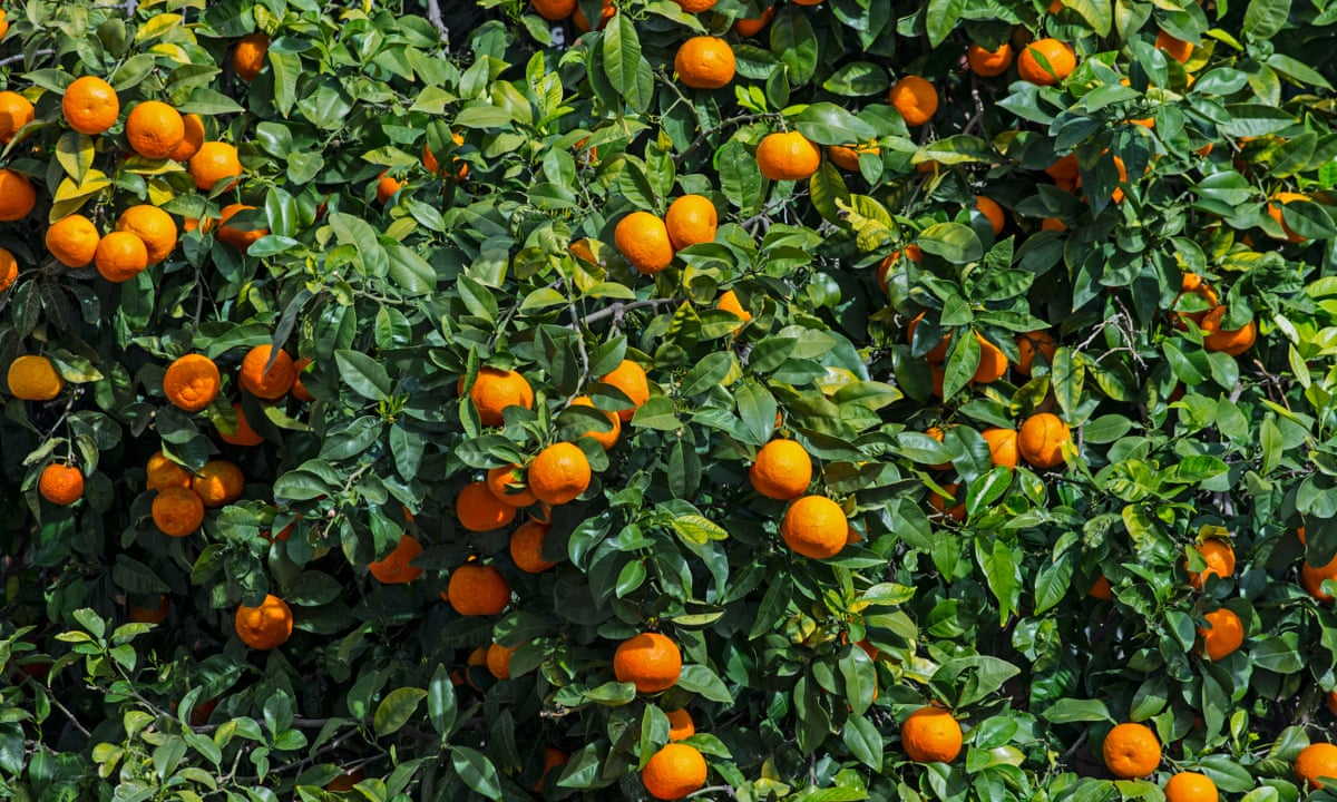Download Orange Tree Leaves For A Taste Of The Tropics Gardening Advice Desktop Wallpaper Wallpaper Orange Tree Leaves For A Taste Of The Tropics Gardening Advice Desktop Wallpaper