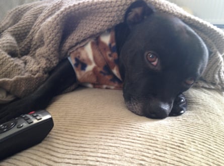 Incorrigibly lazy … author Kate Riordan’s staffie, Morris, in 2013.