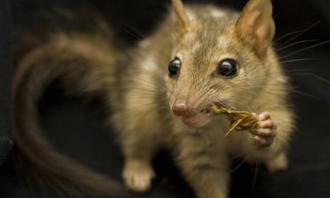 Stock image of a northern quoll