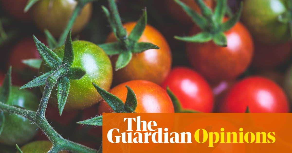 Compost tomatoes and community are teaching me valuable lessons in the face of an uncertain future | Kelley Swain