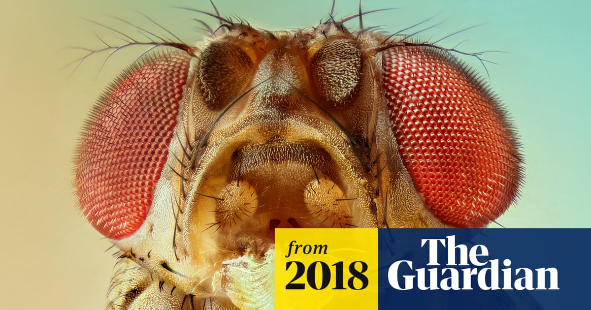 Tasmania On Alert As Fruit Fly Outbreak Threatens 50m Industry Tasmania The Guardian