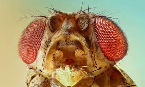 Drosophila melanogaster: ‘It’s almost as if they were designed to help scientists’.