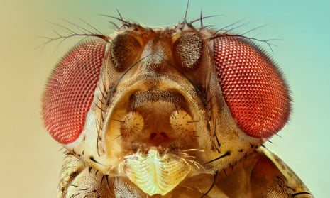 An extreme closeup of a fruit fly's head, with its compound eyes tinted red and its head tinted pale yellow.