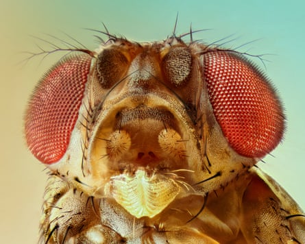 Closeup of a fruit fly head