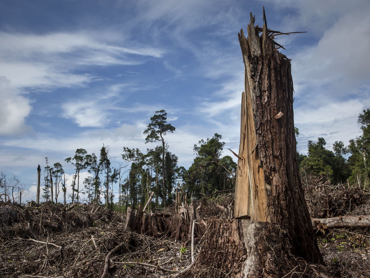 Europe's contribution to deforestation set to rise despite pledge to halt it | Deforestation | The Guardian