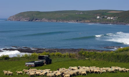 Croyde Bay, nord du Devon avec des moutons en premier plan et des vagues derrière