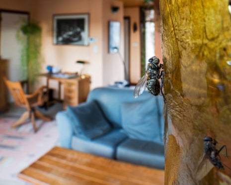 Two dead houseflies trapped in sticky flypaper in a living room at home