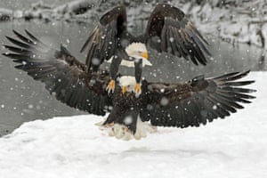  The Battle  The eagles were fighting for a piece of salmon. The eagle on top flew on top of the second eagle to try and get the salmon. Alaska.