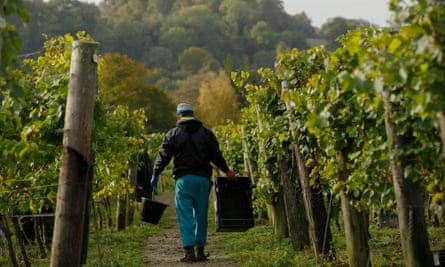 A Chardonnay grape harvest in Hampshire.