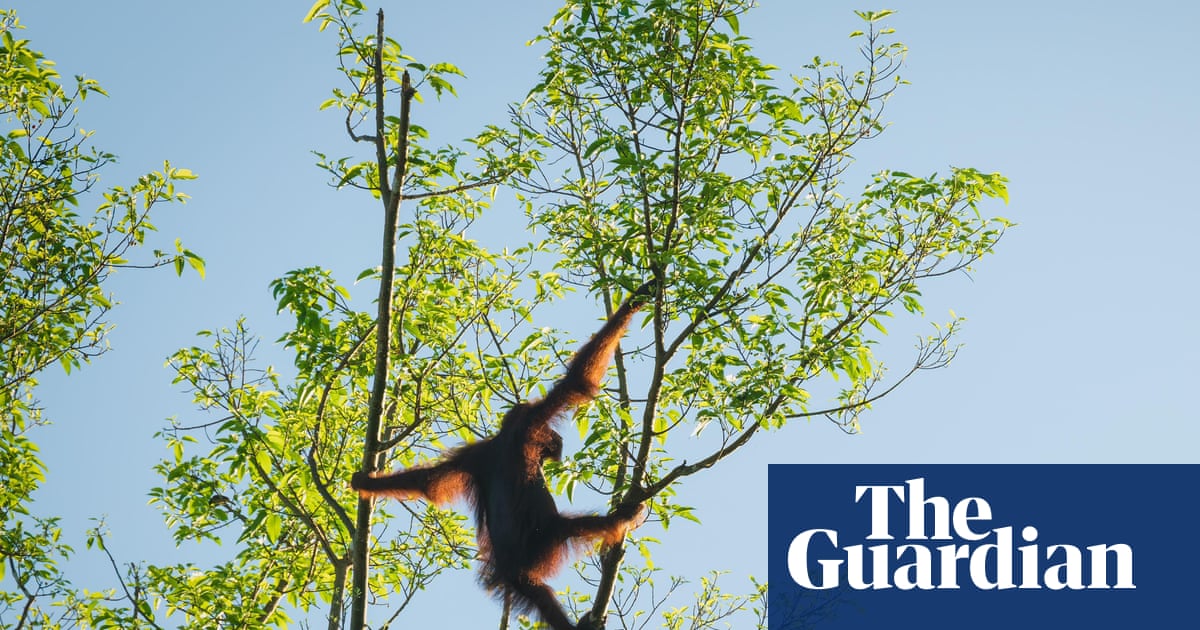 Collapsing wildlife populations near ‘points of no return’, report warns | Biodiversity Collapsing wildlife populations near ‘points of no return’, report warns | Biodiversity